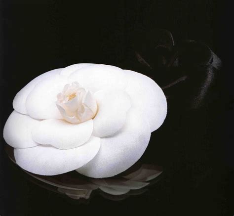 coco chanel favorite flower|coco chanel camellia flower.